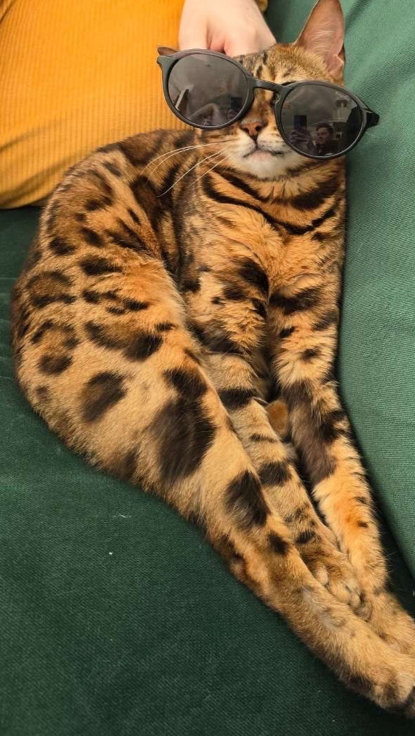 Cat wearing sunglasses lying on a green couch